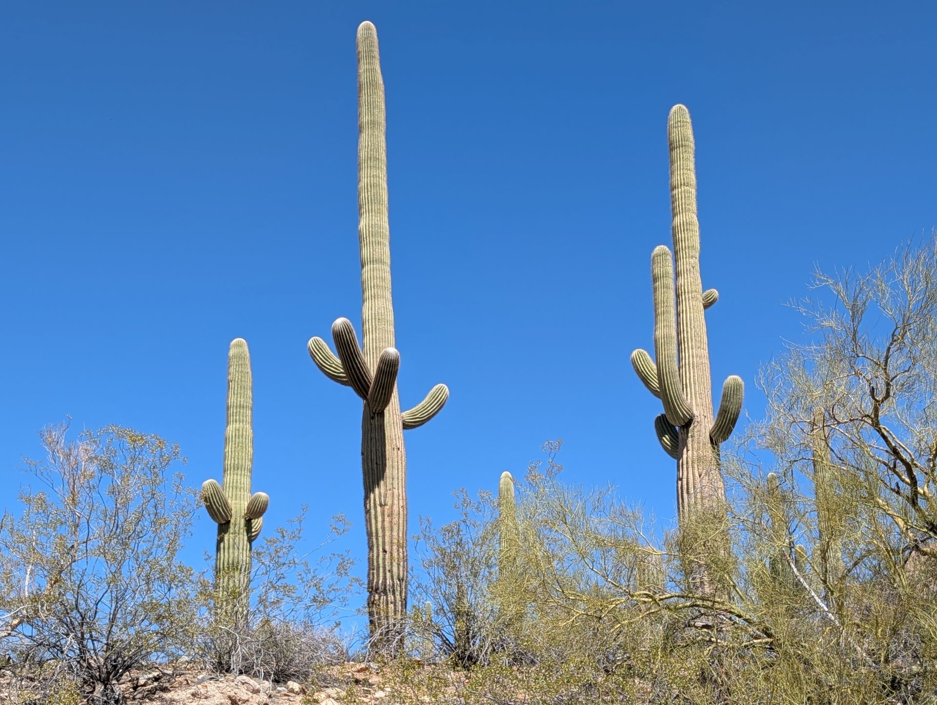 Saguaro National Park