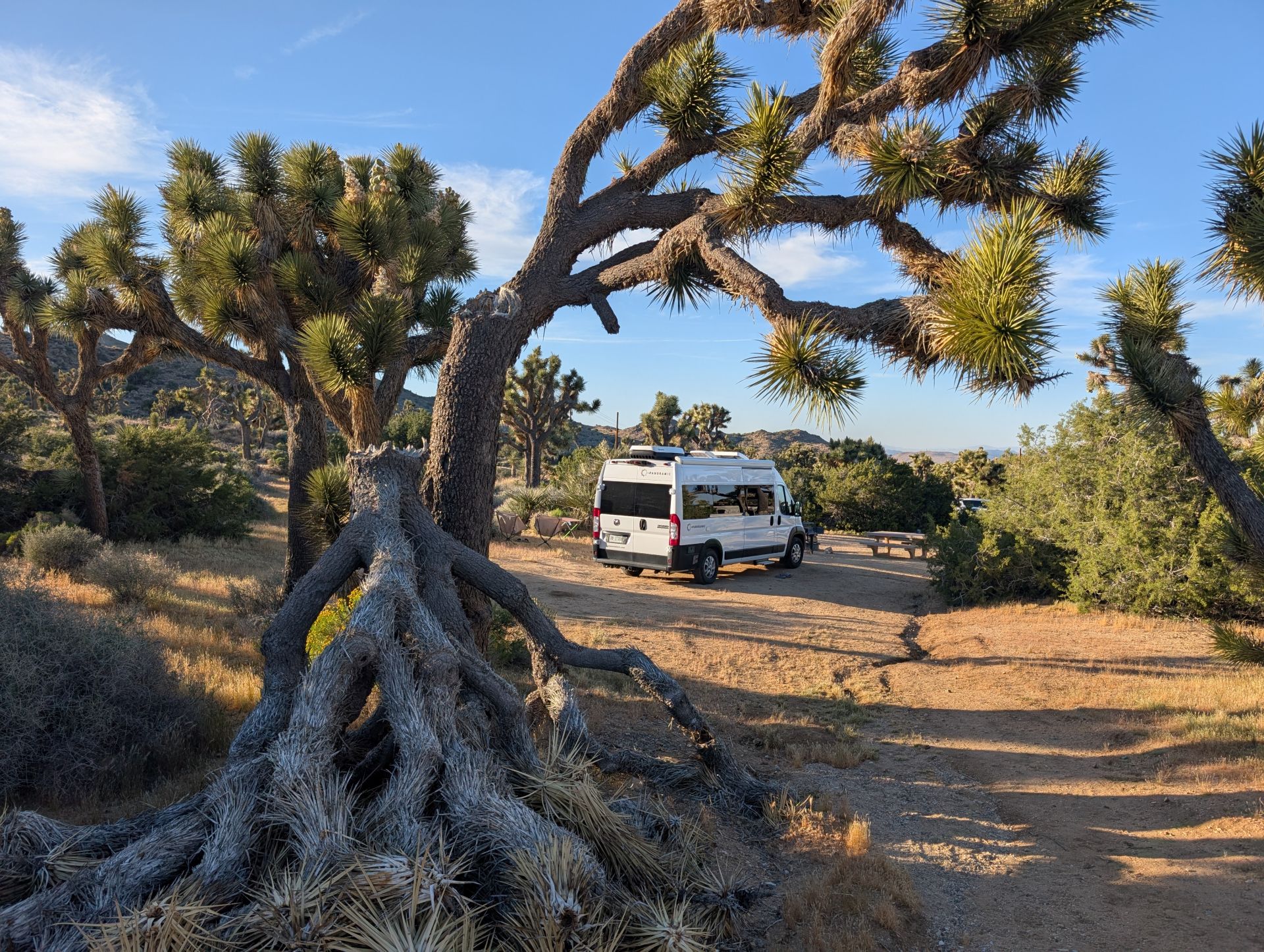 The Magic of Joshua Tree